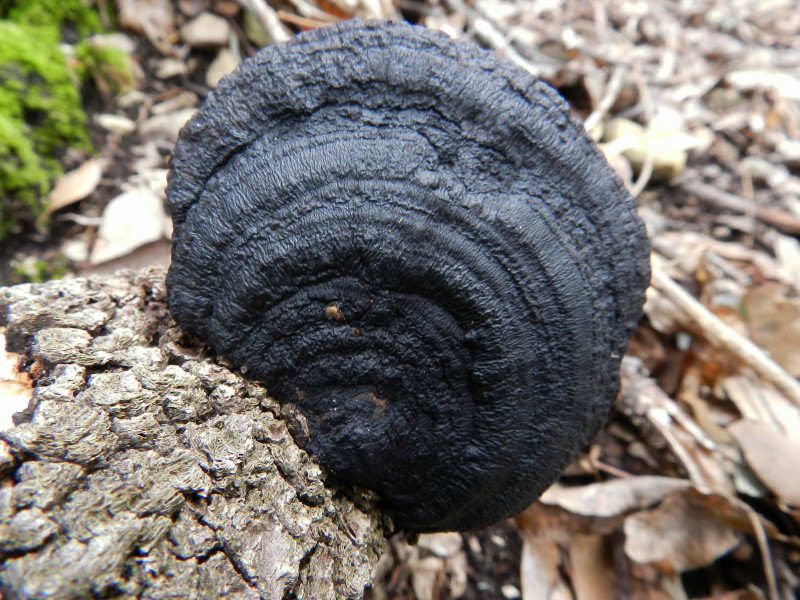 Hexagonia nitida
